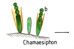 Cyanobacteriaunicellularandcolonial020 Chamaesiphon.jpg