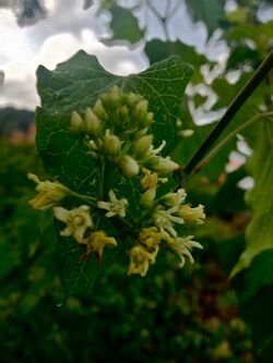 Cynanchum laeve - Honeyvine Milkweed.jpg