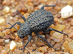 Darkling Beetle (Adesmia sp. ?) (11929846524).jpg