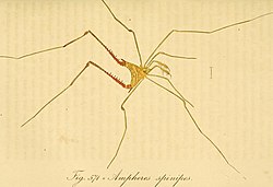 Die Arachniden. Getreu nach der Natur abgebildet und beschrieben (1831) (14757571976).jpg