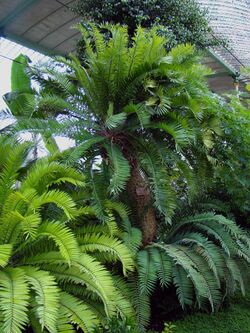 Encephalartos Altensteinii in Lednice Greenhouse.jpg