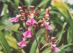 Encyclia-cordigera.jpg