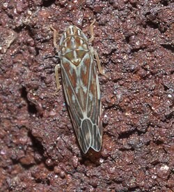 Erasmoneura vulnerata - inat 57275879.jpg