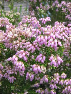 Erica terminalis close-up.jpg