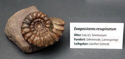 Euagassiceras resupinatum - Naturhistorisches Museum, Braunschweig, Germany - DSC05137.JPG