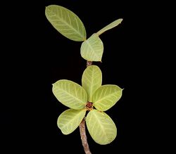 Euphorbia socotrana ies.jpg