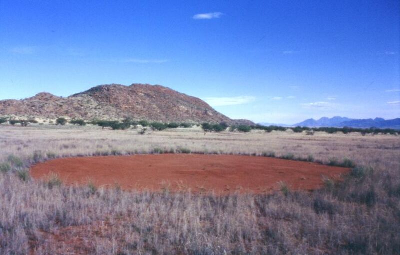 File:Feenkreis Marienflusstal Namibia.jpg