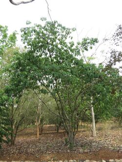 Ficus Tsjahela 15.JPG