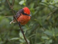 Flycatcher1.jpg