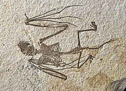 Fossil holotype of Icaronycteris gunnelli (AMNH FM.145747A) dorsal view.jpg