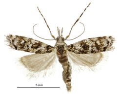 Gadira petraula (female).jpg