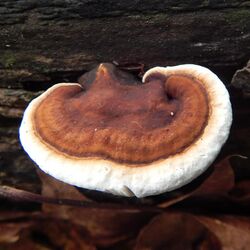 Ganoderma lobatum (Schwein.) G.F. Atk 749455.jpg