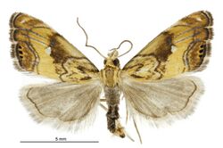 Glaucocharis chrysochyta male.jpg