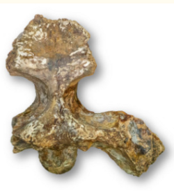 Gunggamarandu holotype.png