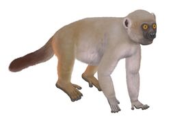 Hadropithecus stenognathus.jpg