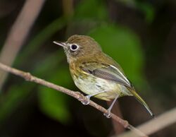 Hemitriccus orbitatus -Parque Estadual da Serra da Cantareira, Sao Paulo, Brazil-8.jpg