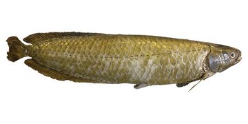 Preserved African arowana on a white background