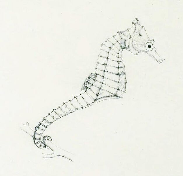 File:Hippocampus camelopardalis.jpg