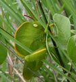 Hooded Grasshopper (Teratodus monticollis) W IMG 0525.jpg