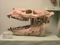 Exhibit Museum of Natural History, Ann Arbor - IMG 9077.JPG