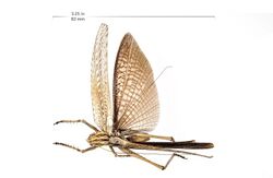 Insect Specimen from LAKE Collection (33374191443).jpg
