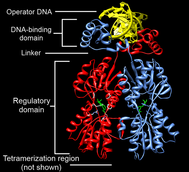 File:LacI Dimer Structure Annotated.png