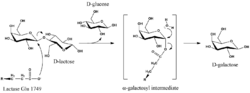 LactaseMechanism2.png