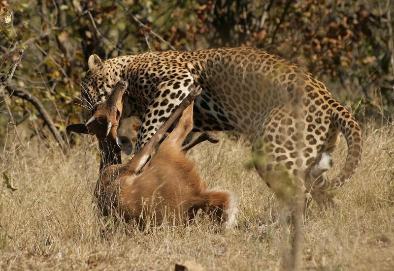 File:Leopard kill - KNP - 001.jpg