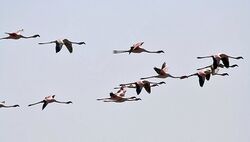 Lesser Flamingos I3 IMG 9297.jpg