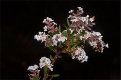 Leucopogon collinus.jpg