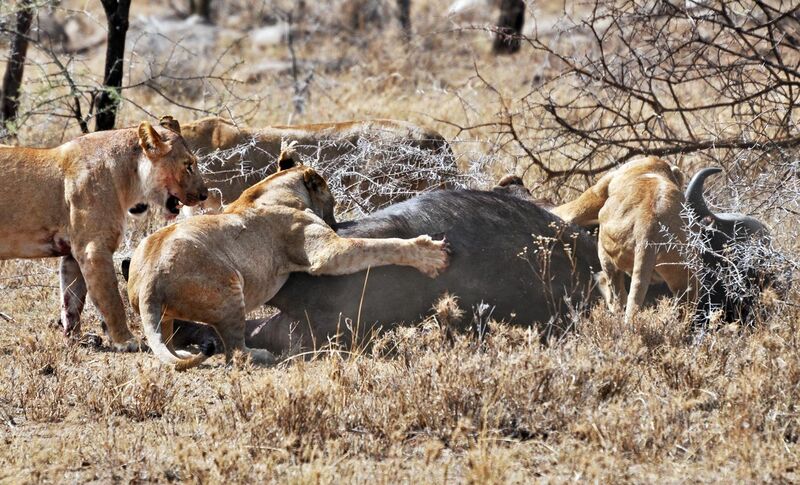 File:Lions taking down cape buffalo.jpg