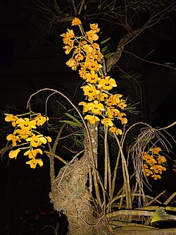 Local Orchid , Assam.jpg