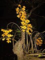 Local Orchid , Assam.jpg