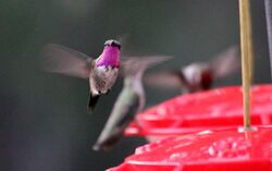 Lucifer hummingbird - Flickr - GregTheBusker (1).jpg