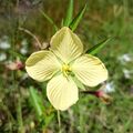 Ludwigia octovalvis (Onagraceae) - Flower.jpg