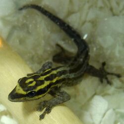 Lygodactylus kimhowelli 2.jpg