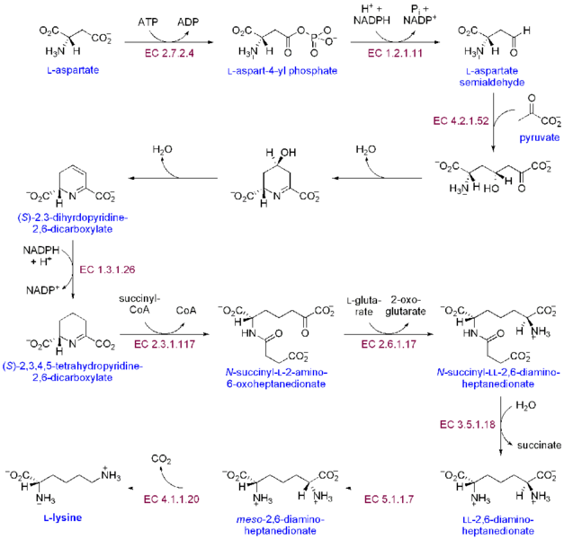 File:Lysine Biosynthesis.png