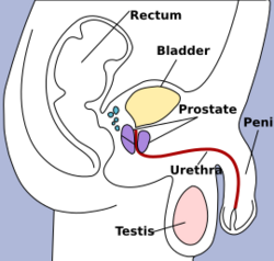 Male pelvic structures.svg