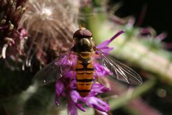 Marmalade hoverfly (Episyrphus balteatus) male.jpg