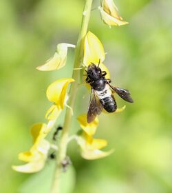 Megachile disjunctiformis 141856235.jpg