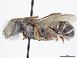 Megachile rufomaculata.jpg