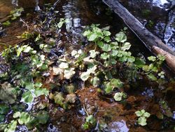 Nasturtium officinale sl155.jpg