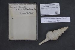 Naturalis Biodiversity Center - RMNH.MOL.209047 - Fusinus novaehollandiae (Reeve, 1848) - Fasciolariidae - Mollusc shell.jpeg