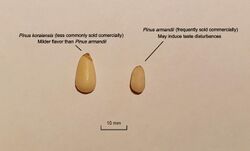 Korean pine and Armand pine pine nut physical characteristics and noticeable differences