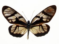 Nymphalidae - Lycorea ilione phenarete.JPG