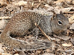 Otospermophilus variegatus.jpg