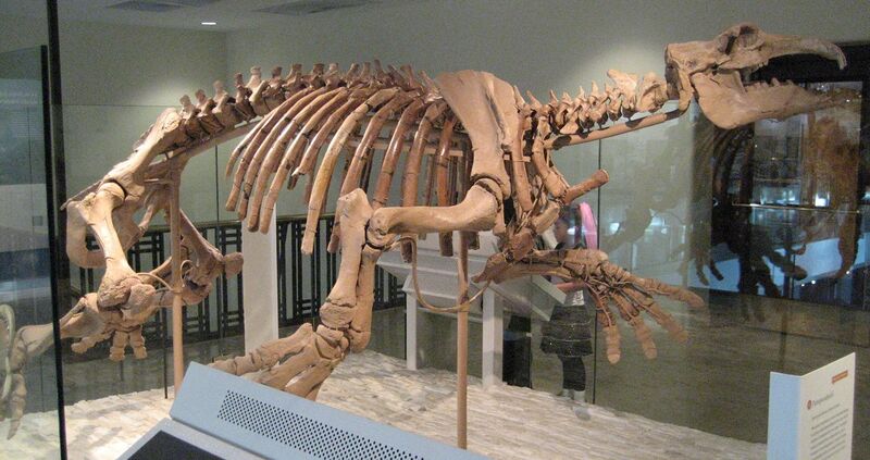 File:Paleoparadoxia Natural History Museum of Los Angeles County 20110330.jpg