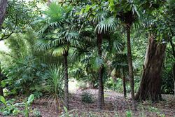 Palm trees in Nuthurst village, West Sussex, England 01.jpg