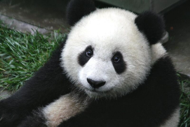 File:Panda Cub from Wolong, Sichuan, China.JPG