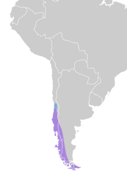 Phrygilus patagonicus map.svg